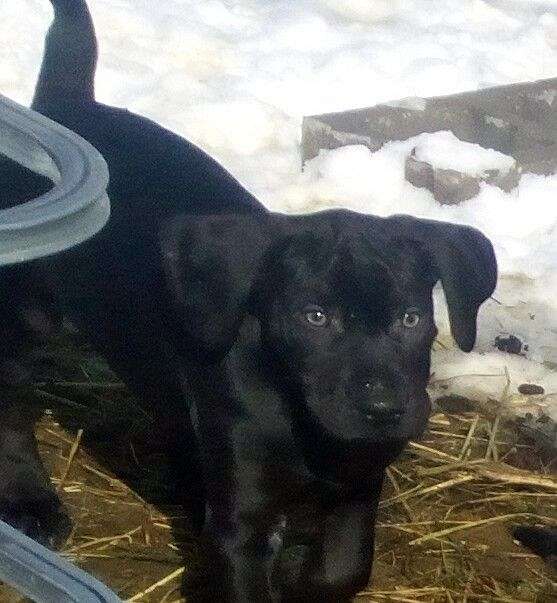 male-tri-colored-short-haired-catahoula