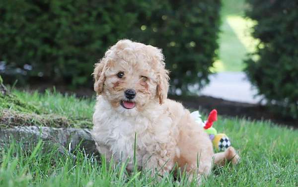 wire-haired-poodle