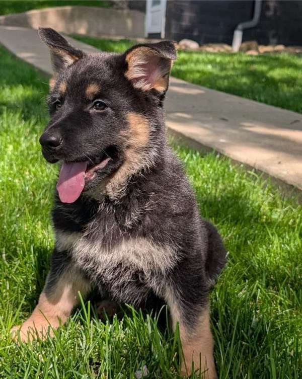 akc-american-eskimo