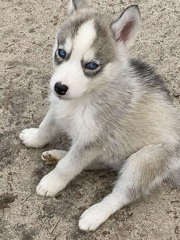 female-siberian-husky-dog