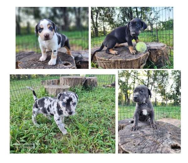 Catahoula puppies