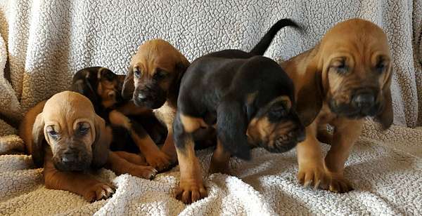 black-tan-smooth-coated-bloodhound