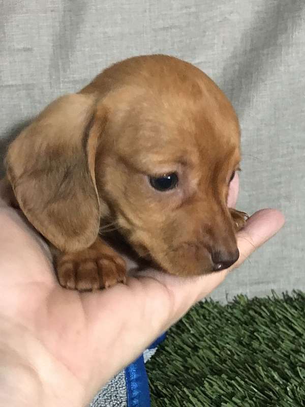 dachshound-puppy