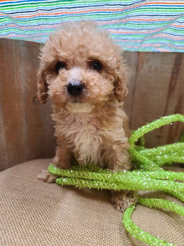 curly-haired-male-cavapoo