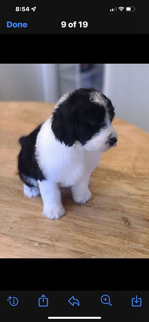 female-sheepadoodle-dog