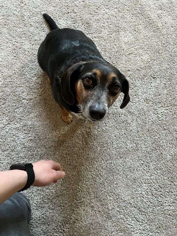black-tan-smooth-coated-beagle