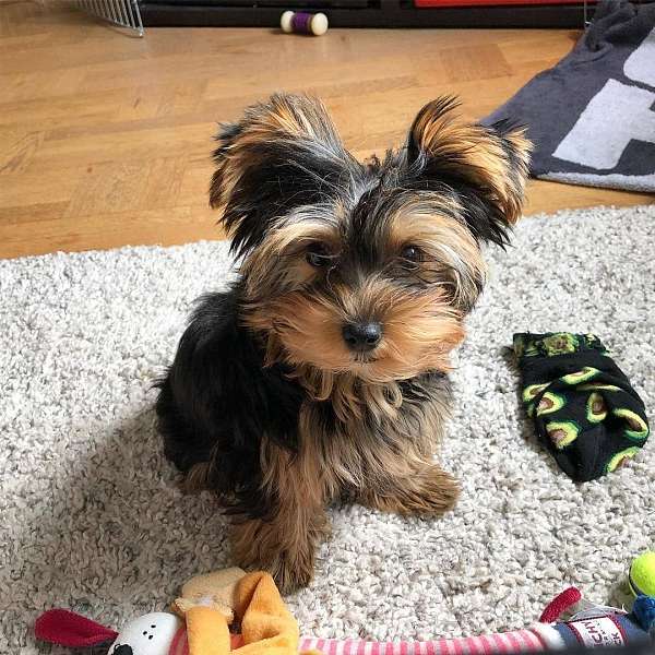 curly-haired-yorkshire-terrier