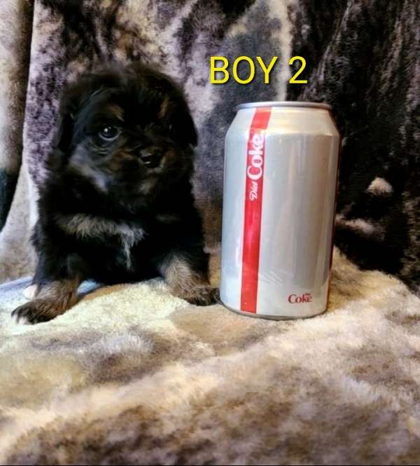 male-yorktese-puppy