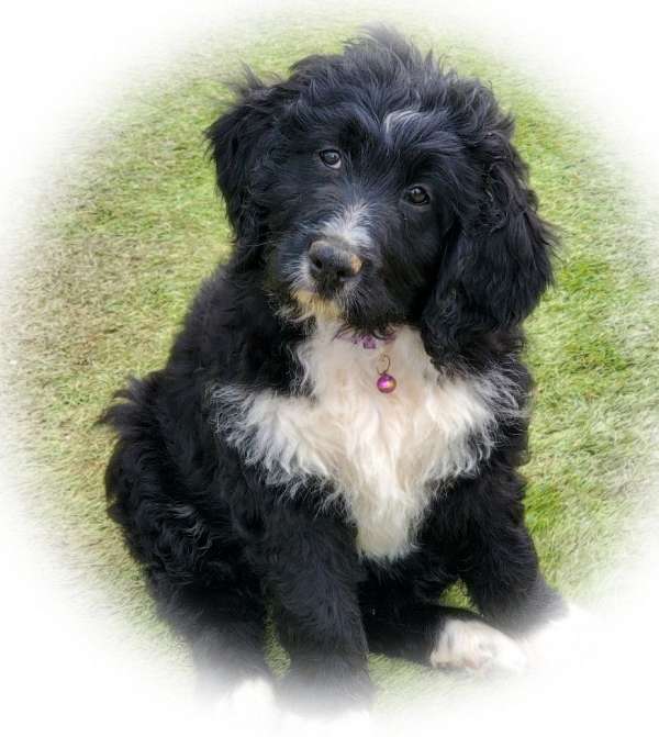mixed-black-cream-curly-haired-bernedoodle