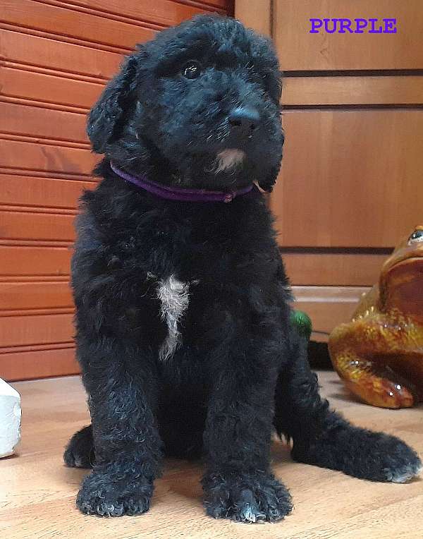 mixed-black-hypoallergenic-airedoodle