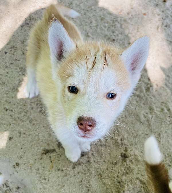 male-siberian-husky-dog