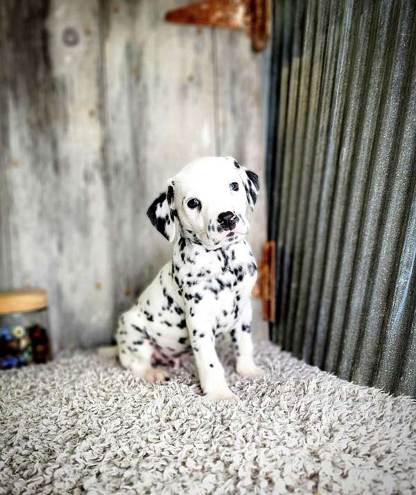 spotted-short-haired-dalmatian