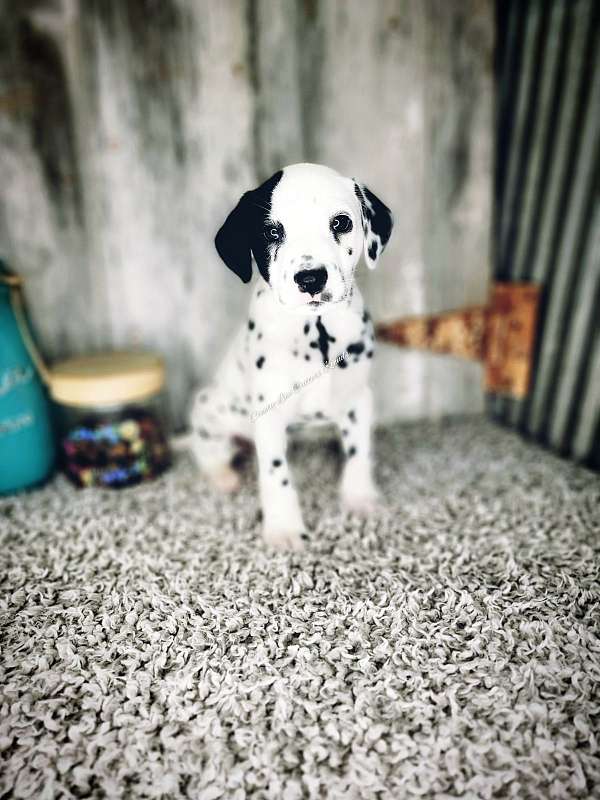 male-spotted-short-haired-dalmatian