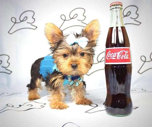 small-teacup-yorkie-puppie-for-sale-in-summerlin-puppy