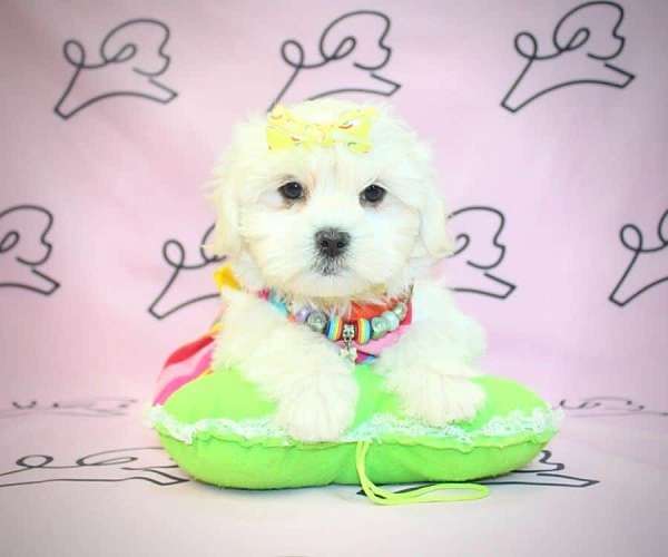 maltese-puppies-for-sale-in-elko-nv-puppy