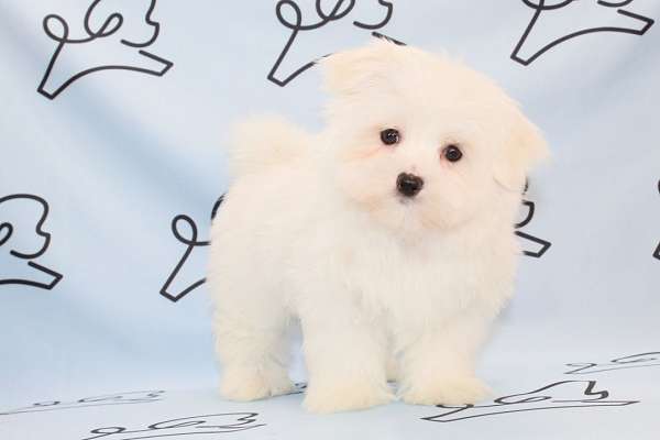 maltese-puppies-for-sale-in-sparks-nv-puppy