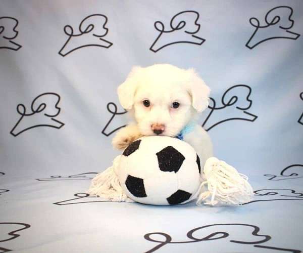 maltese-puppy-for-sale-minnes