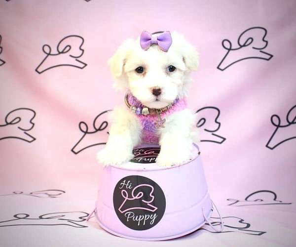 maltese-teacup-las-vegas-puppy