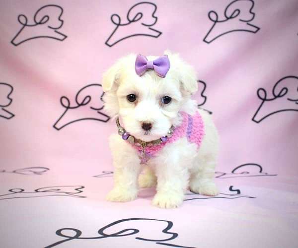 maltese-teacup-puppies-for-sale-in-nevada-puppy