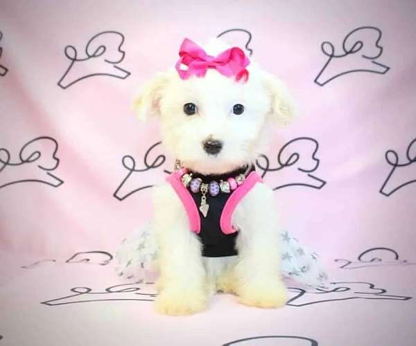maltese-teacup-puppies-for-sale-in-henderson-nv-puppy