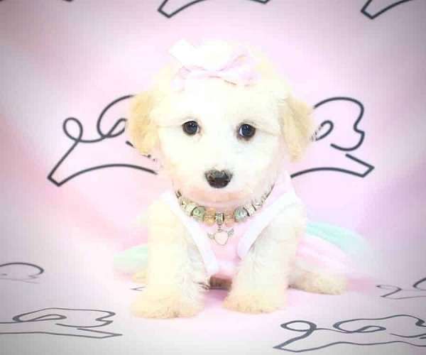 maltipoo-for-sale-in-nv-puppy