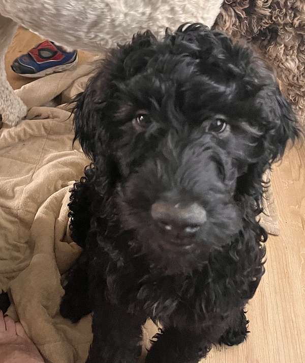 mixed-goldendoodle-dog