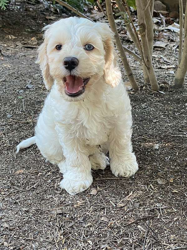 wheaten-curly-haired-dog