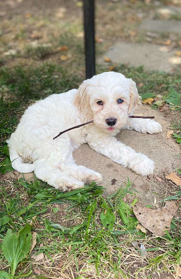 wheaten-curly-haired-cockapoo