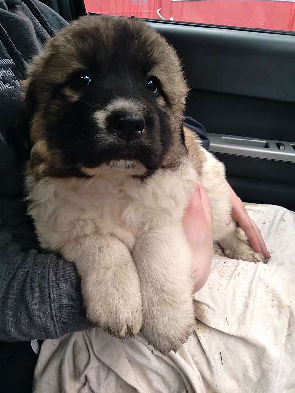 herding-saint-bernard