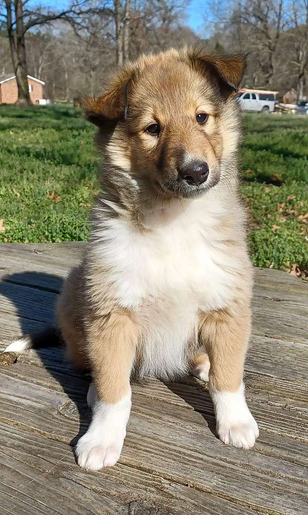 female-sable-double-coated-collie