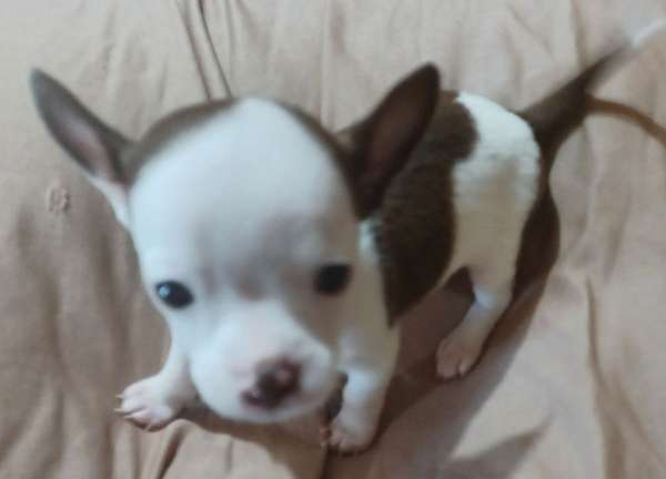 chihuahuas-for-sale-puppy