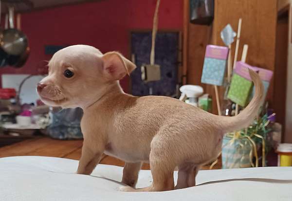 female-champagne-short-haired-chihuahua