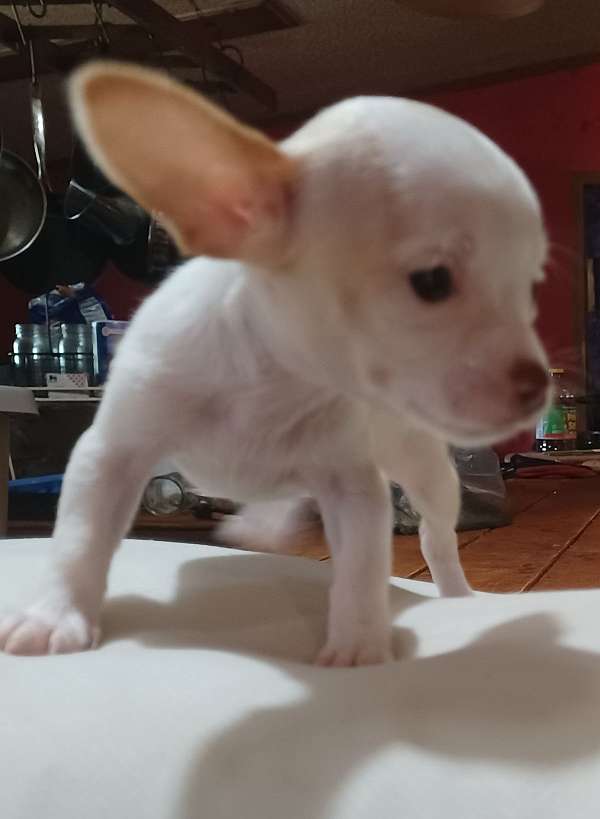 short-haired-chihuahua