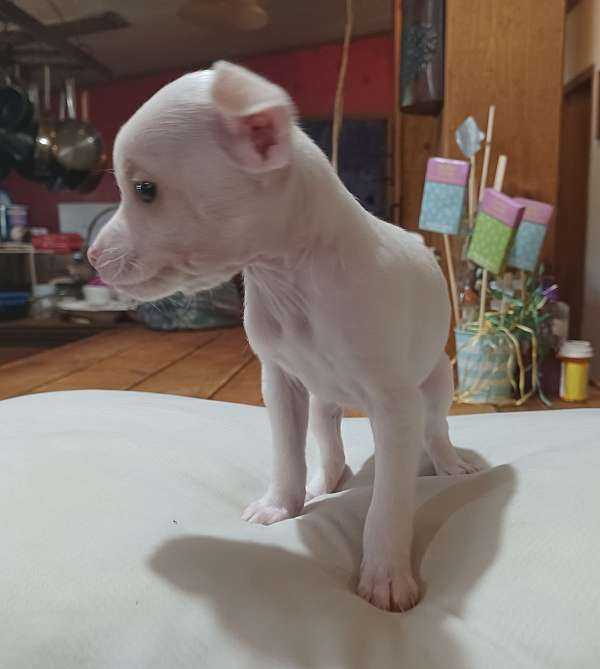 puppy-for-sale-chihuahua