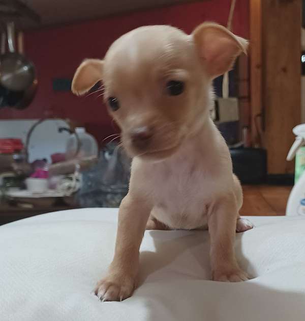 short-haired-chihuahua