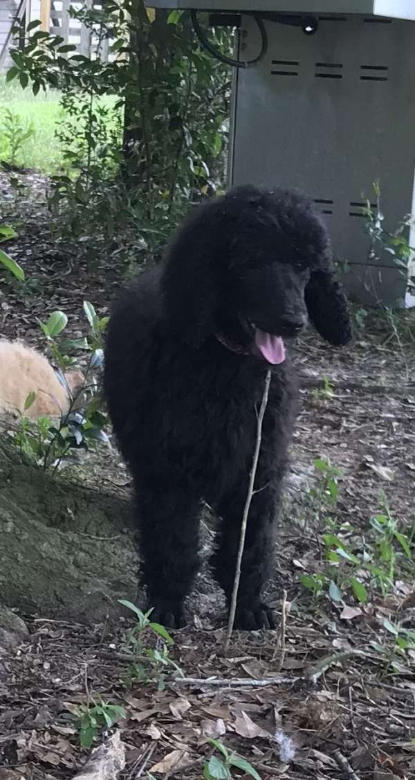 chocolate-red-male-poodle-standard-poodle