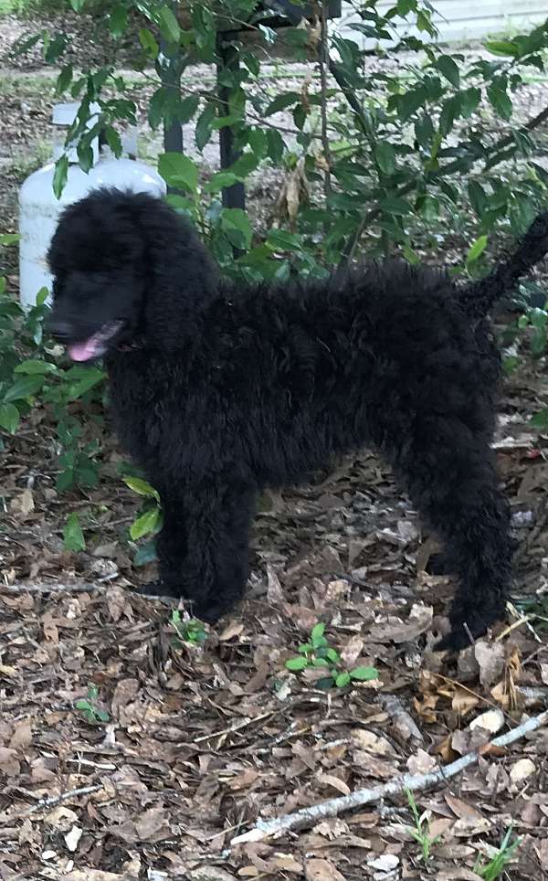 chocolate-red-standard-large-dog