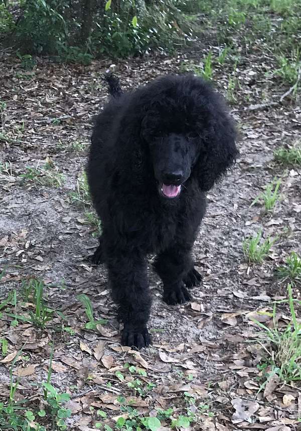 chocolate-red-standard-large-poodle-standard-poodle