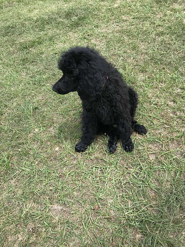 chocolate-red-male-dog