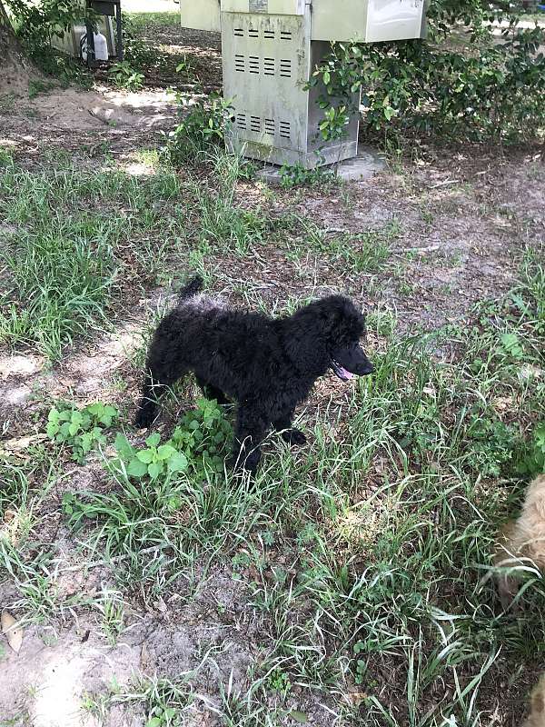 standard-large-chocolate-red-poodle-standard-poodle