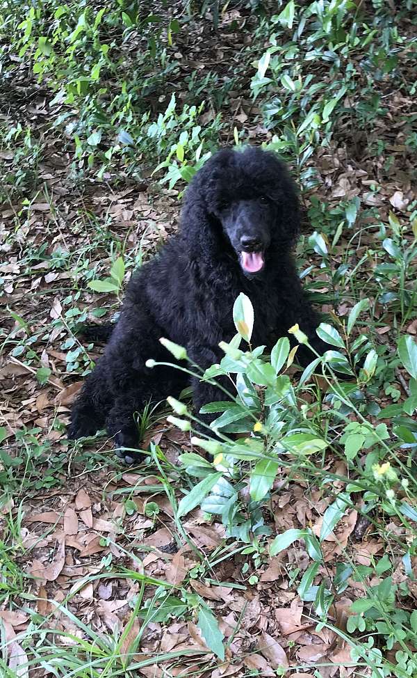 standard-large-poodle-standard-poodle