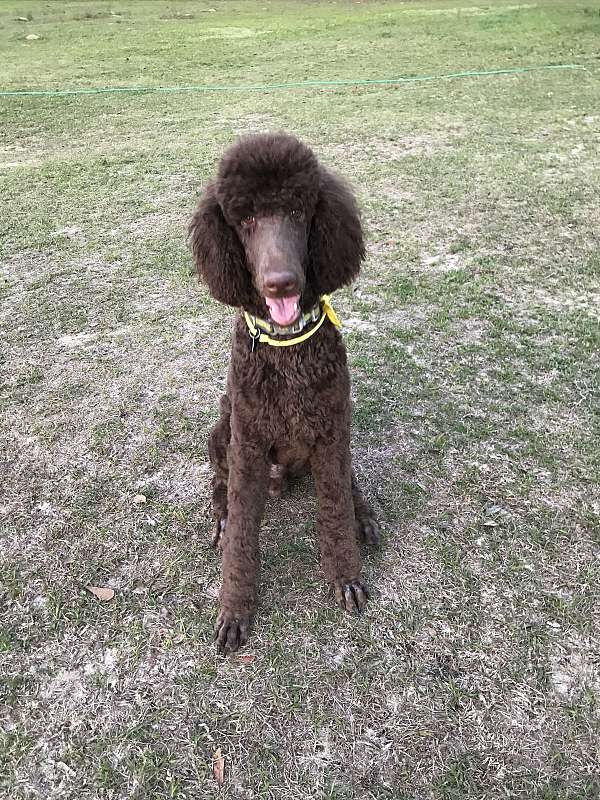 standard-large-chocolate-red-dog