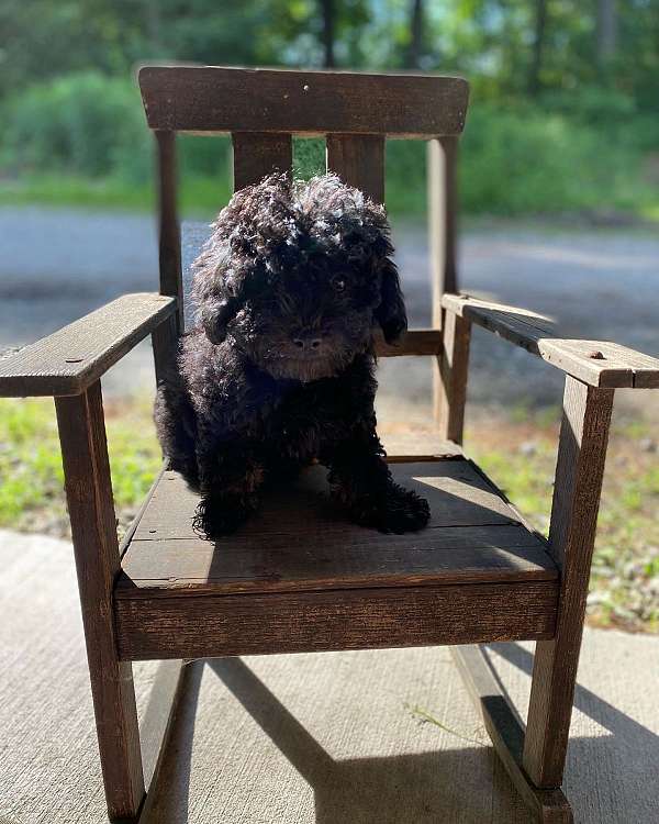 black-tan-curly-haired-cockapoo