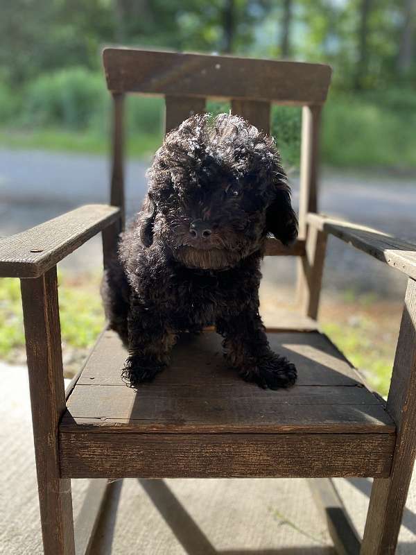 black-tan-male-cockapoo