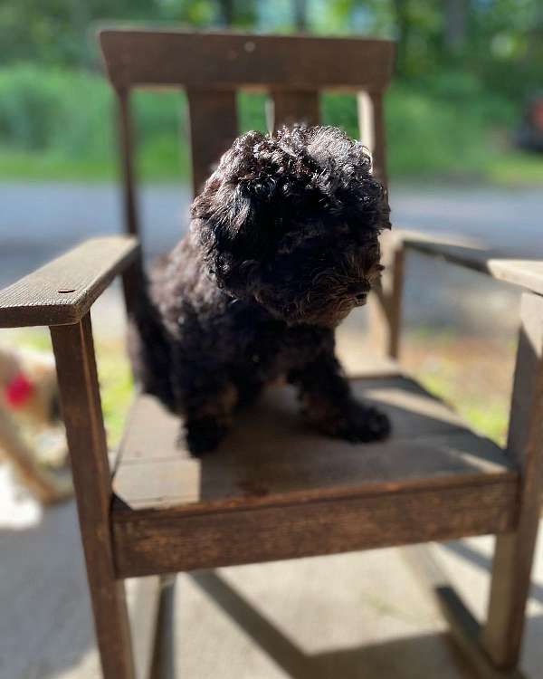 male-black-tan-curly-haired-cockapoo