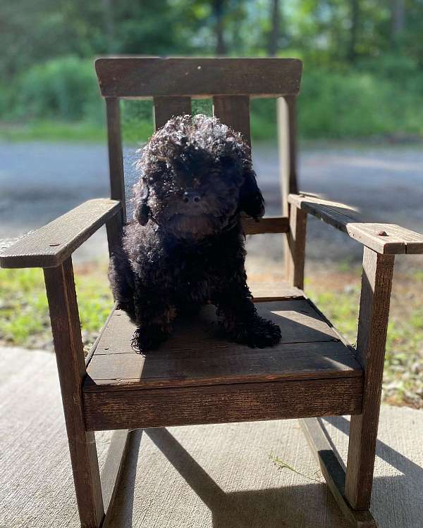 small-black-tan-cockapoo