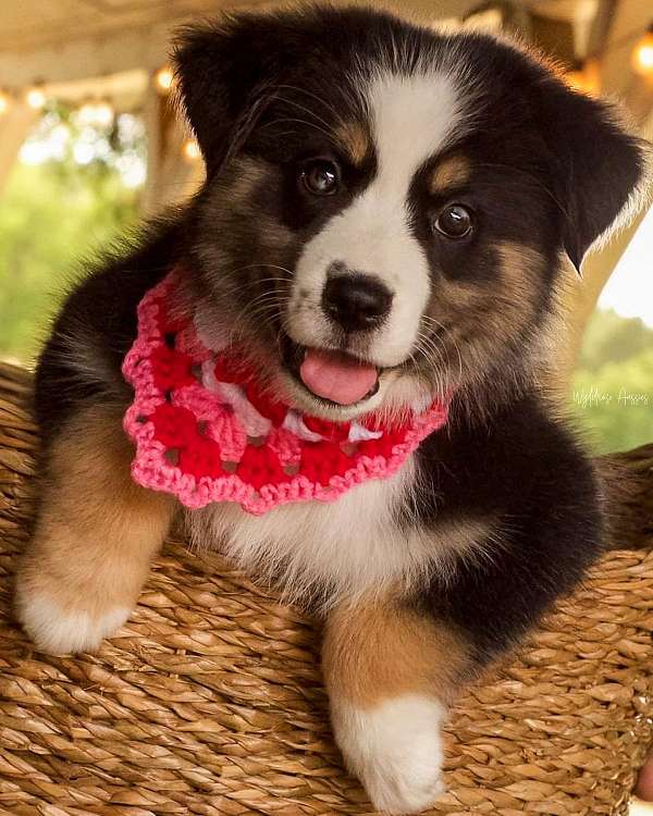 mixed-mini-australian-shepherd-dog