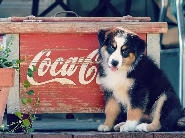 mixed-mini-australian-shepherd