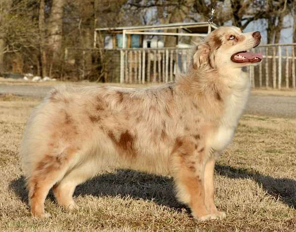 mini-australian-shepherd