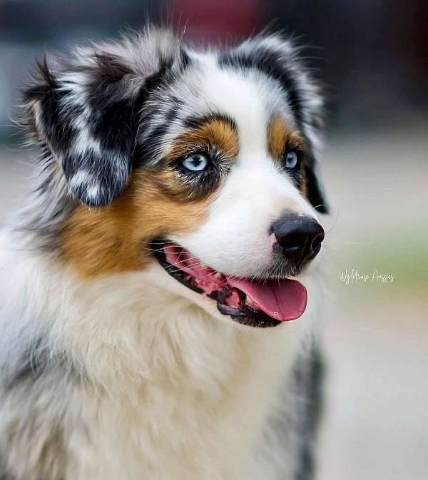 mini-australian-shepherd-dog-for-sale